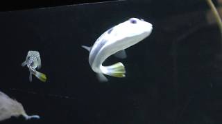 クサフグ (北里アクアリウムラボ ～ 北里大学海洋生命科学部ミニ水族館) 2018年11月30日