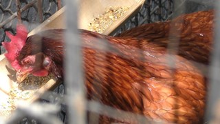 Rhode island red