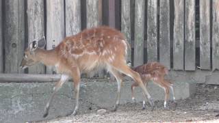Baby Sitatunga (TOBU ZOO, Saitama, Japan) May 6, 2018