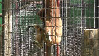 シロテテナガザルの『さつき』と『ちゃ』 (羽村市動物公園) 2018年4月8日