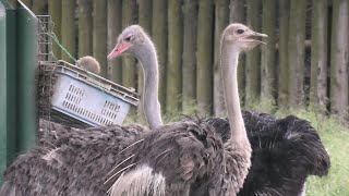 ダチョウ (東武動物公園) 2020年9月18日