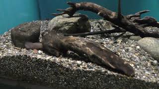 アカザ と カジカ (世界淡水魚園水族館 アクア・トト ぎふ) 2019年1月25日