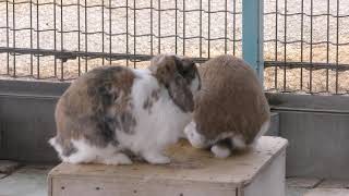 ホーランドロップ　Holland lop