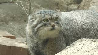 Manul (KOBE ANIMAL KINGDOM, Hyogo, Japan) October 24, 2021