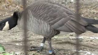 シジュウカラガン (上野動物園) 2018年1月8日