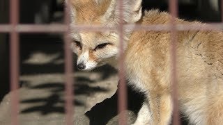 Fennec (Higashiyama Zoo and Botanical Gardens, Aichi, Japan) January 22, 2019