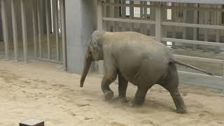 新ゾウ舎 屋内展示場 (周南市 徳山動物園) 2019年4月26日