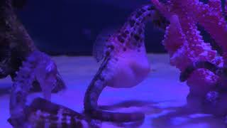 シーポニー (かすみがうら市水族館) 2017年12月2日