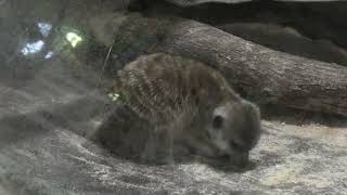 Meerkat (Metchaomoroi Zoo, Shiga, Japan) October 7, 2021