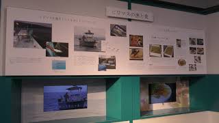 第31回 水族企画展示「ビワマスと仲間たち」 (琵琶湖博物館 水族展示室) 2019年10月30日