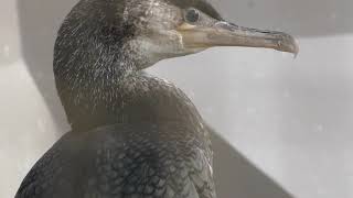 Japanese Cormorant (KAMINE ZOO, Ibaraki, Japan) December 4, 2018