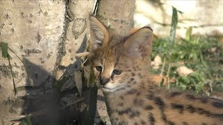 サーバル の赤ちゃん『ニール』と『バズ』 (多摩動物公園) 2019年1月18日