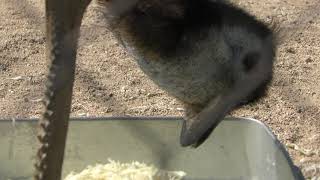 エミュー (久留米市鳥類センター) 2019年4月19日