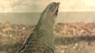 White-crested kalij pheasant (Kanoya City Small Zoo, Kagoshima, Japan) December 10, 2019