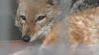 セグロジャッカル の『ジャッキー』 (周南市徳山動物園) 2018年5月19日