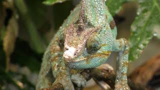 Veiled chameleon (KAMINE ZOO, Ibaraki, Japan) December 4, 2018