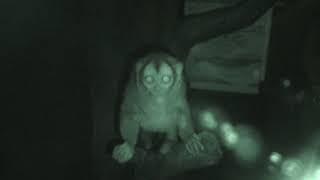 Night monkey (Higashiyama Zoo and Botanical Gardens, Aichi, Japan) January 22, 2019