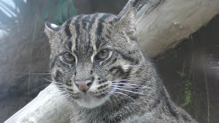 Fishing cat