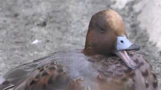 Eurasian Wigeon (Inokashira Park Zoo, Tokyo, Japan) September 9, 2018