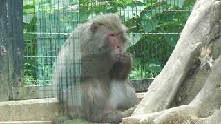 ヤクシマザル (沖縄こどもの国) 2023年7月29日