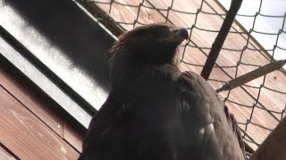 Golden Eagle Japanese (Akita city Omoriyama zoo, Akita, Japan) April 11, 2019