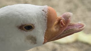 水鳥の楽園 (東武動物公園) 2020年9月18日