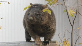 Coarse-haired wombat (SATSUKIYAMA ZOO, Osaka, Japan) December 23, 2020