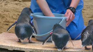 コガタペンギンのお食事タイム (長崎ペンギン水族館) 2017年12月24日