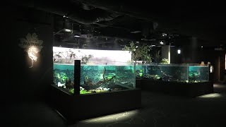 パンタナル水槽 (カワスイ 川崎水族館) 2020年9月16日