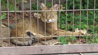 Jungle cat (Higashiyama Zoo and Botanical Gardens, Aichi, Japan) June 25, 2023