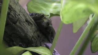 Spiny-headed tree frog (KawaZoo, Shizuoka, Japan) September 30, 2019