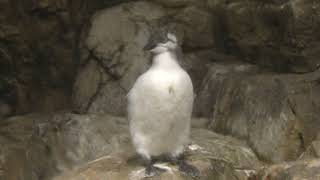 ウミガラス の幼鳥 (葛西臨海水族園・夜の不思議の水族園) 2018年8月16日