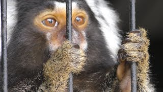 Common marmoset