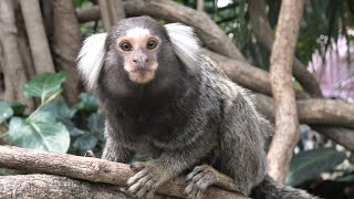 Common marmoset (KOBE ANIMAL KINGDOM, Hyogo, Japan) March 29, 2021