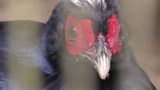 Vietnamese pheasant (Yokohama Zoological Gardens 