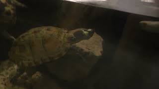 ミナミイシガメ (沖縄こどもの国) 2023年7月29日