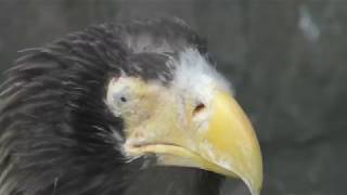 Steller's sea eagle (TOBU ZOO, Saitama, Japan) March 31, 2018