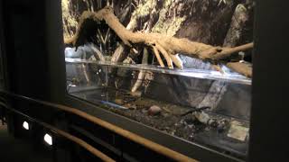長良川の上流から中流 (世界淡水魚園水族館 アクア・トト ぎふ) 2019年1月25日