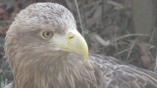 White-tailed eagle (Tokyo Municipal Oshima Park Zoo, Tokyo, Japan) March 3, 2018