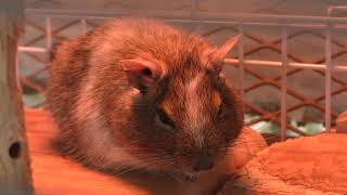 Degu (Country Farm Tokyo German Village, Chiba, Japan) December 10, 2018