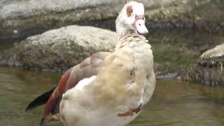 Egyptian goose (TENNOJI ZOO, Osaka, Japan) October 19, 2021