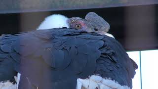 Andean condor (TOBU ZOO, Saitama, Japan) November 11, 2017