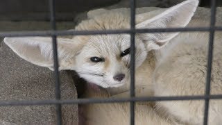 Fennec (MORIOKA ZOOLOGICAL PARK, Iwate, Japan) April 12, 2019