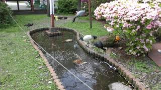 Aviary (UTSUNOMIYA ZOO, Tochigi, Japan) April 30, 2018