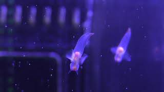 ハダカカメガイ (鶴岡市立 加茂水族館) 2019年4月10日