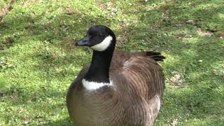 大鳥舎 (広島市安佐動物公園) 2018年5月20日