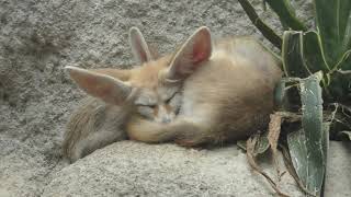 Fennec (KOBE ANIMAL KINGDOM, Hyogo, Japan) September 15, 2018