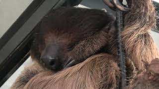 Sloth (Metchaomoroi Zoo, Shiga, Japan) October 7, 2021