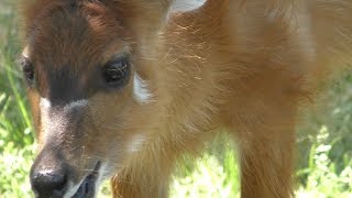 生後2日の シタツンガ の赤ちゃん (王子動物園) 2019年5月24日