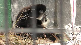 Lar Gibbon (KAMINE ZOO, Ibaraki, Japan) December 4, 2018